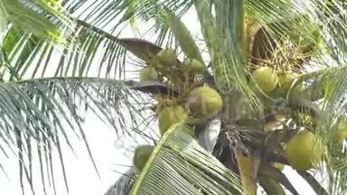 树上的椰果